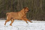 TOSA INU 339